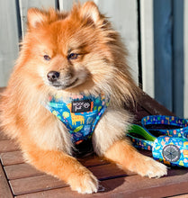 Load image into Gallery viewer, Brown Pomeranian Dog is wearing the Blue Animal Print Harness. Dog is sitting in the outdoor and soaking the sun