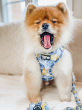 Load image into Gallery viewer, White and Brown Pomeranian Dog is wearing the Yellow and Blue Harness. Dog is yawning and his eyes are closed.