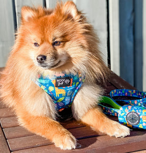 Brown Pomeranian Dog is wearing the Blue Animal Print Harness. Dog is sitting in the outdoor and soaking the sun