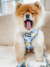 Load image into Gallery viewer, White and Brown Pomeranian Dog  is wearing the Yellow and Blue Harness. Dog is yawning and his eyes are closed.
